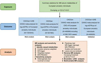 Metabolome-wide Mendelian randomization reveals causal effects of betaine and N-acetylornithine on impairment of renal function